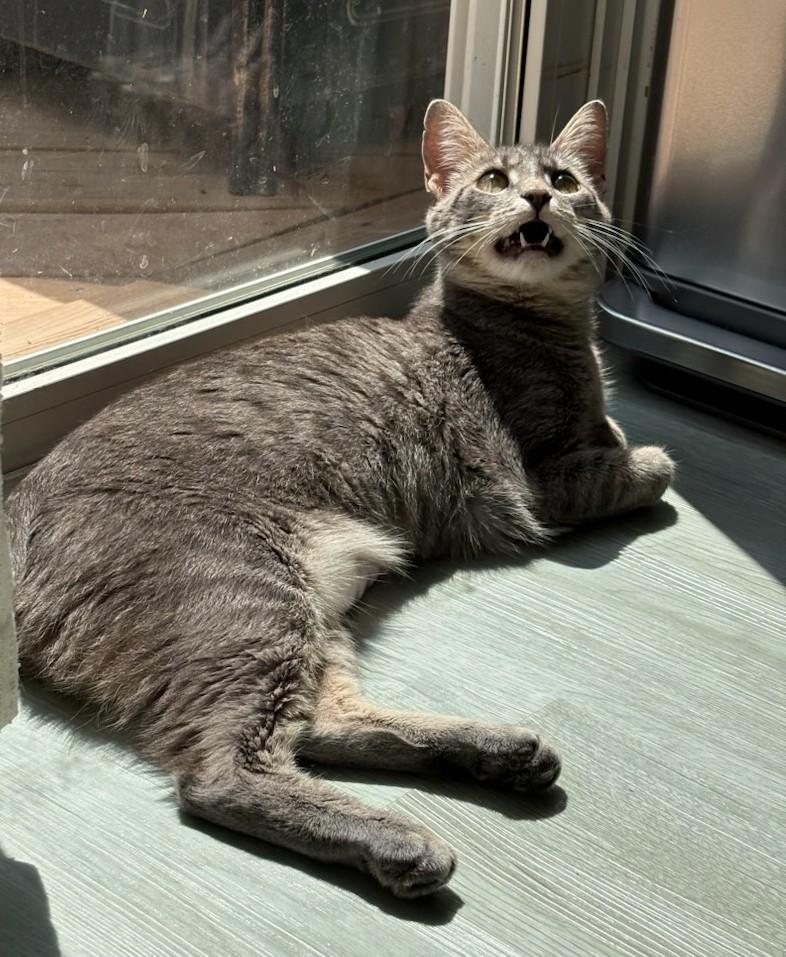Enlarge Delaware — Sweet, Spunky & Full of Personality, a Adoptable Tabby in Laurel, MD image 3/5