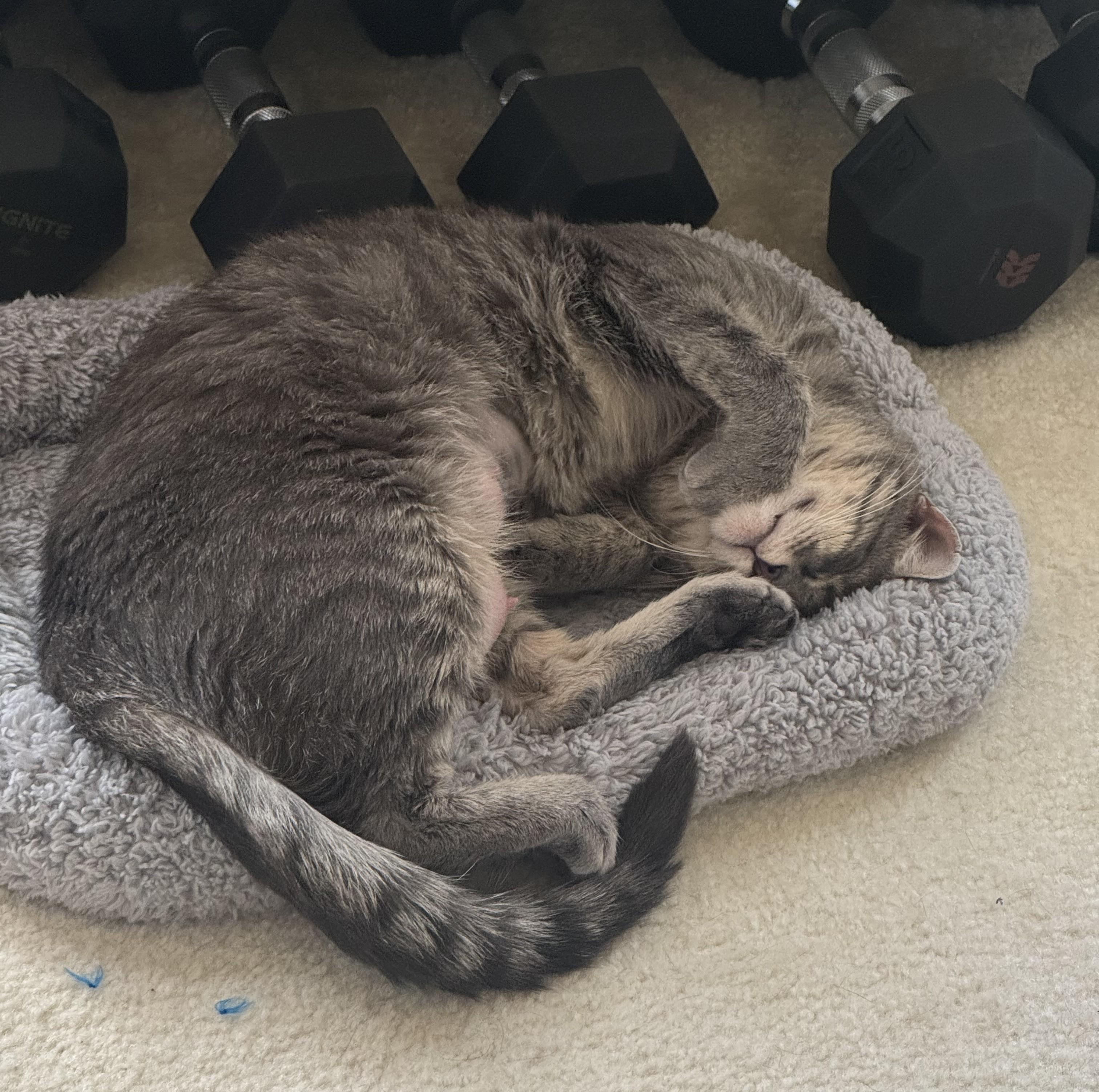 Enlarge Delaware — Sweet, Spunky & Full of Personality, a Adoptable Tabby in Laurel, MD image 4/5