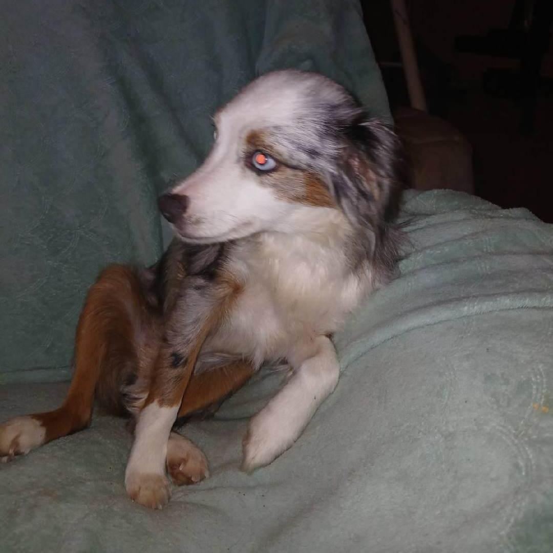 JUNE BUG, an adopted Australian Shepherd in Chicopee, MA image 3/4