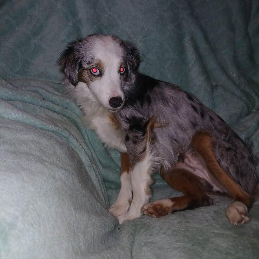 JUNE BUG, an adopted Australian Shepherd in Chicopee, MA image 1/4