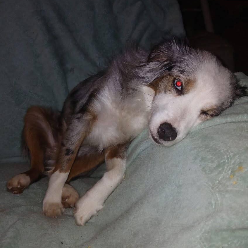 JUNE BUG, an adopted Australian Shepherd in Chicopee, MA image 2/4