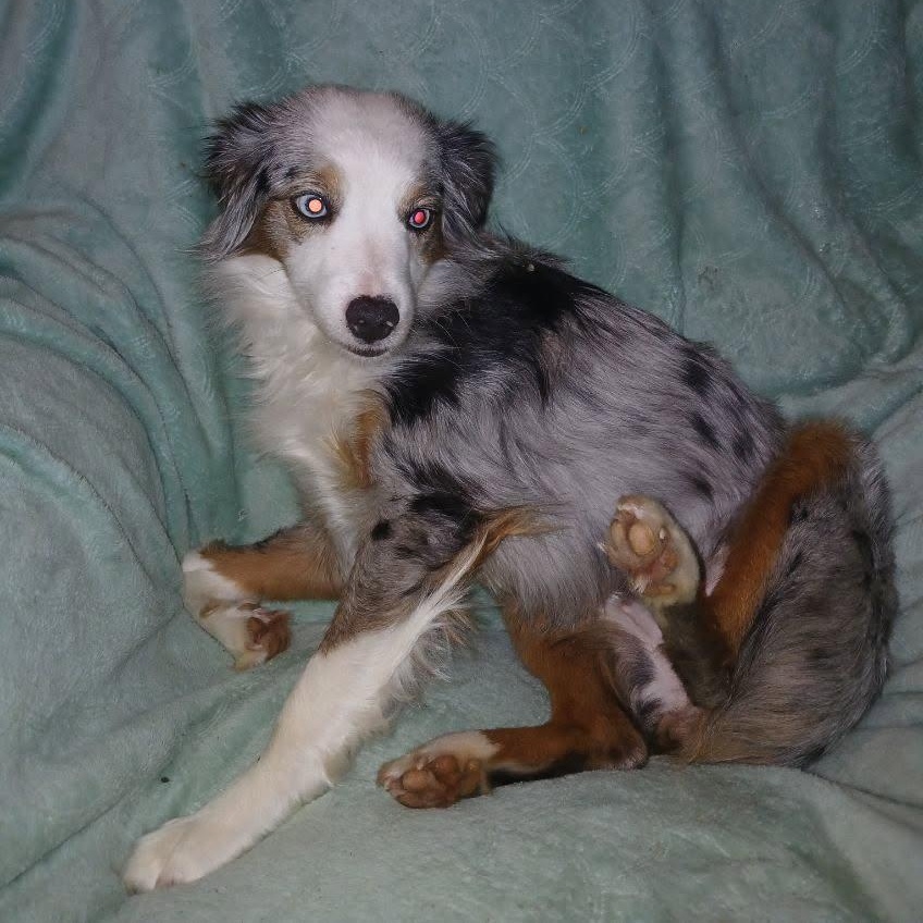 JUNE BUG, an adopted Australian Shepherd in Chicopee, MA image 4/4