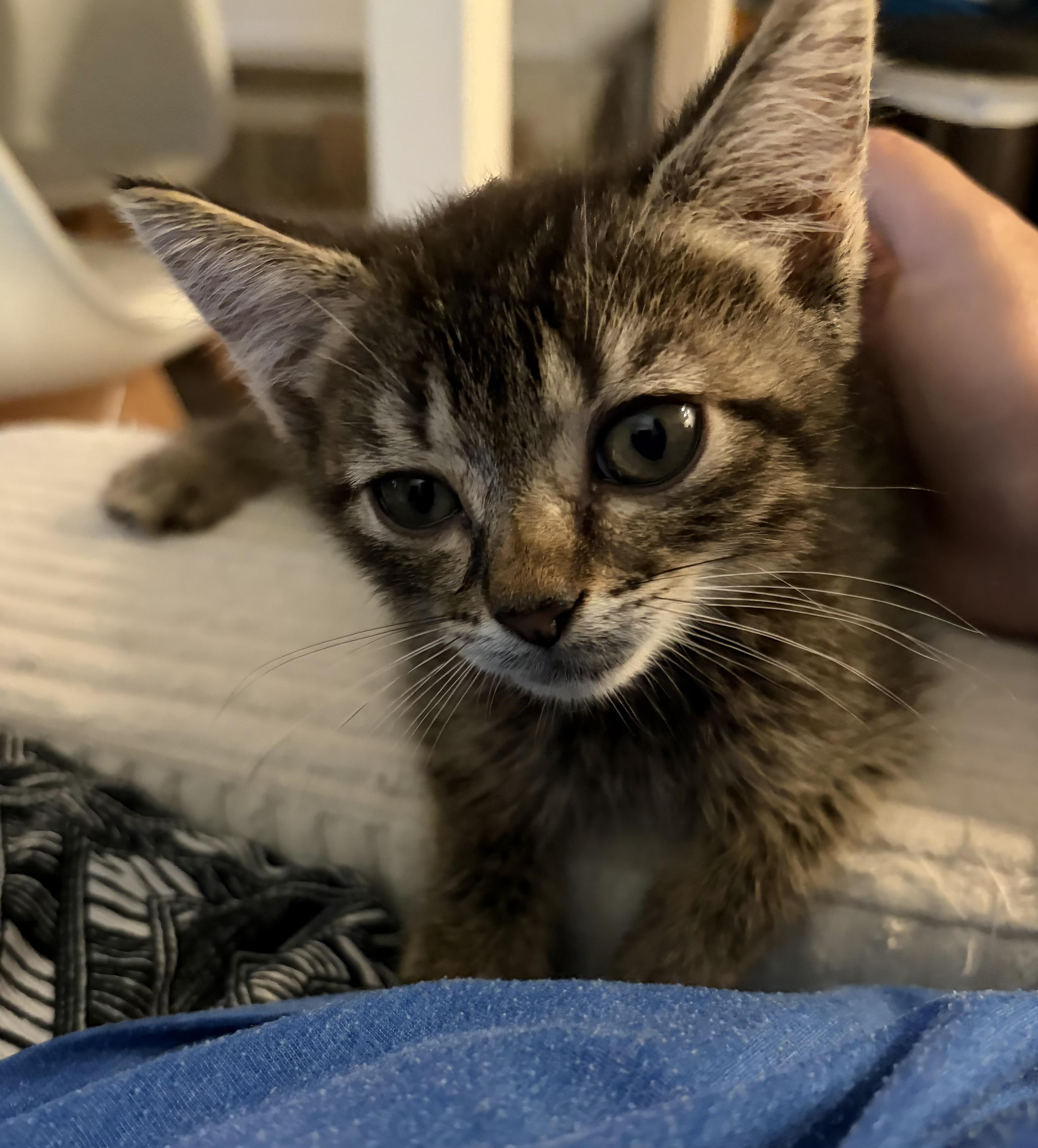 Enlarge George, a Adoptable American Shorthair in North Bergen, NJ image 3/5