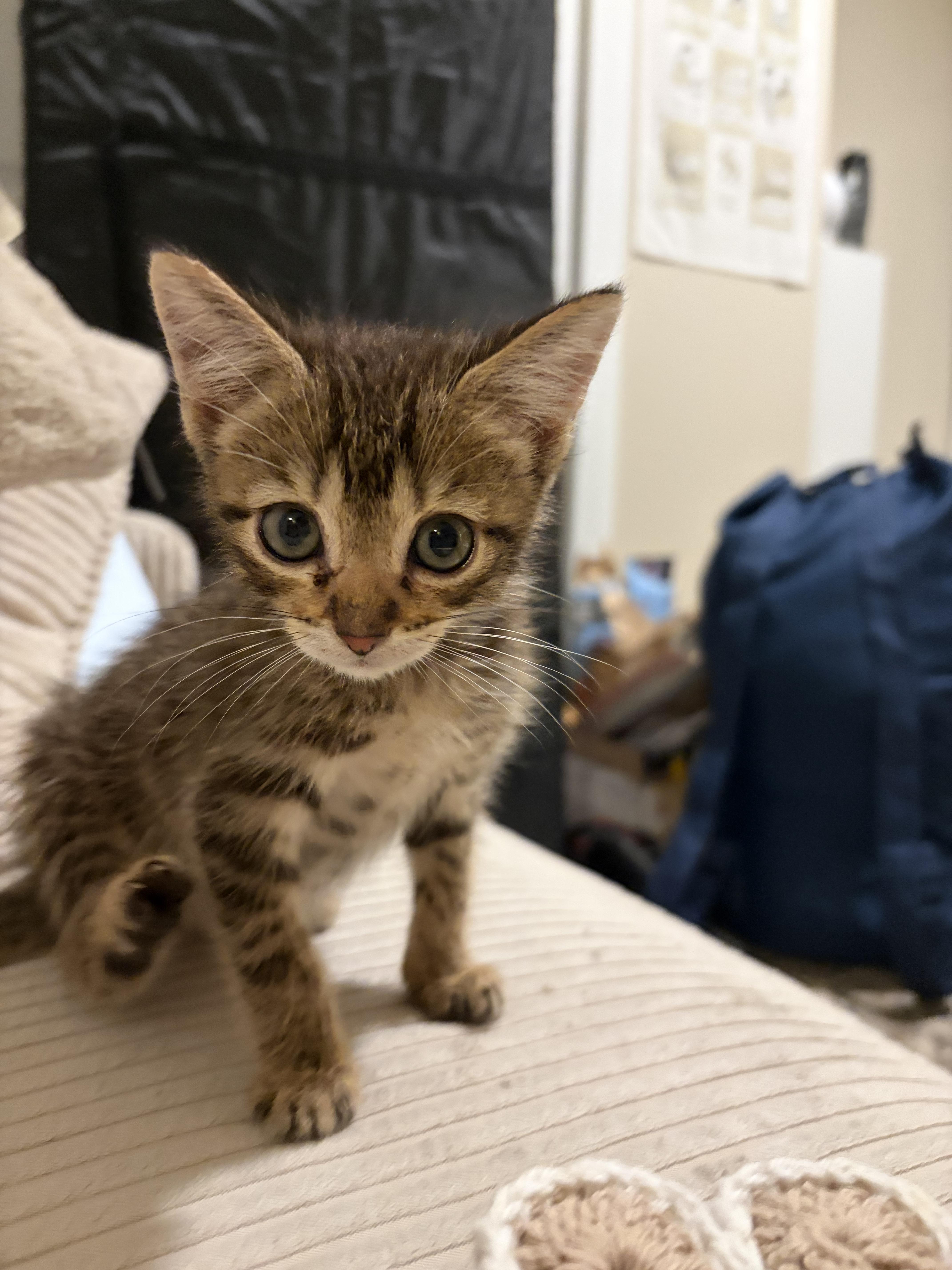 Enlarge George, a Adoptable American Shorthair in North Bergen, NJ image 2/5