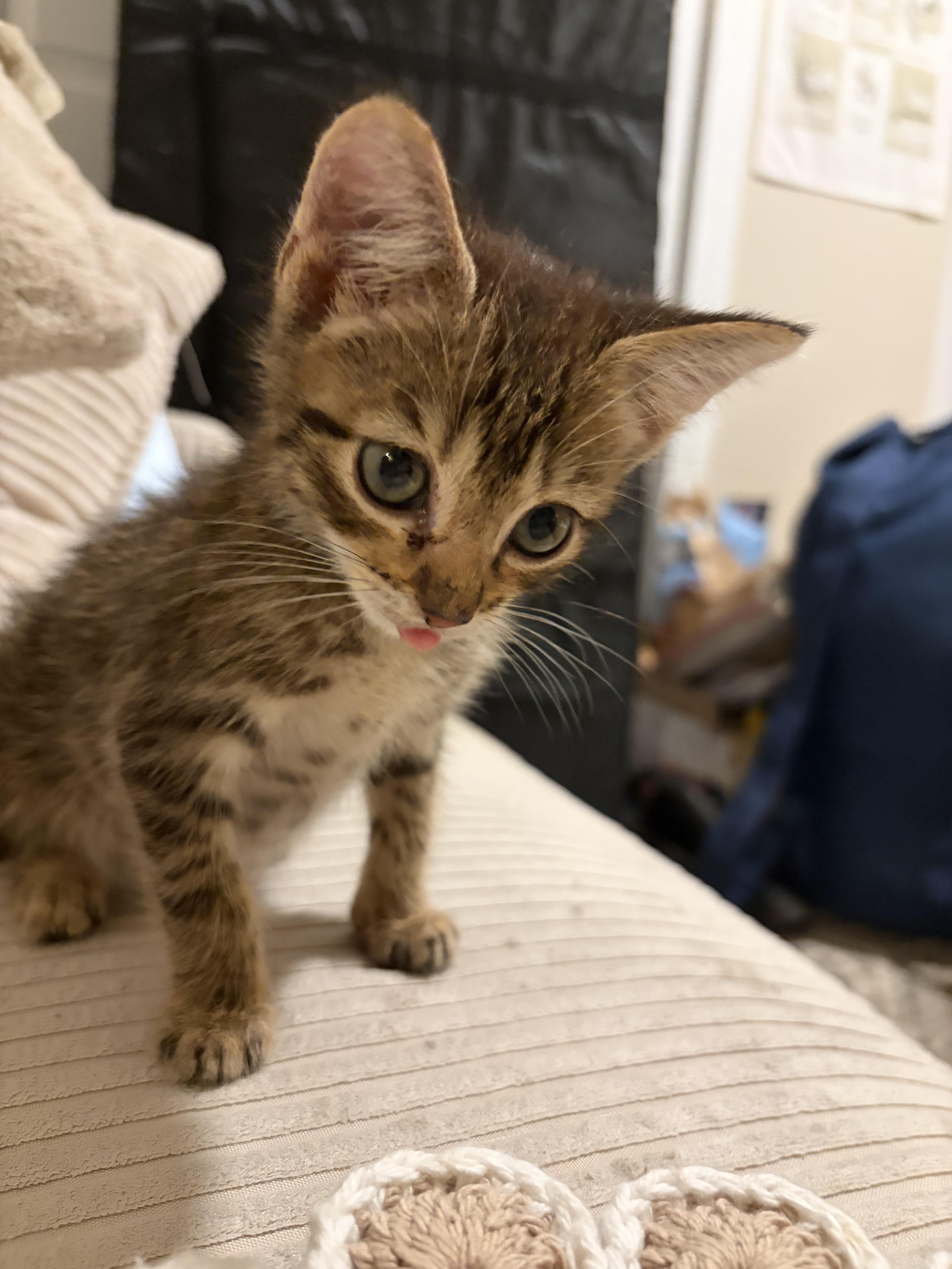 George, Adoptable, Kitten Male American Shorthair.