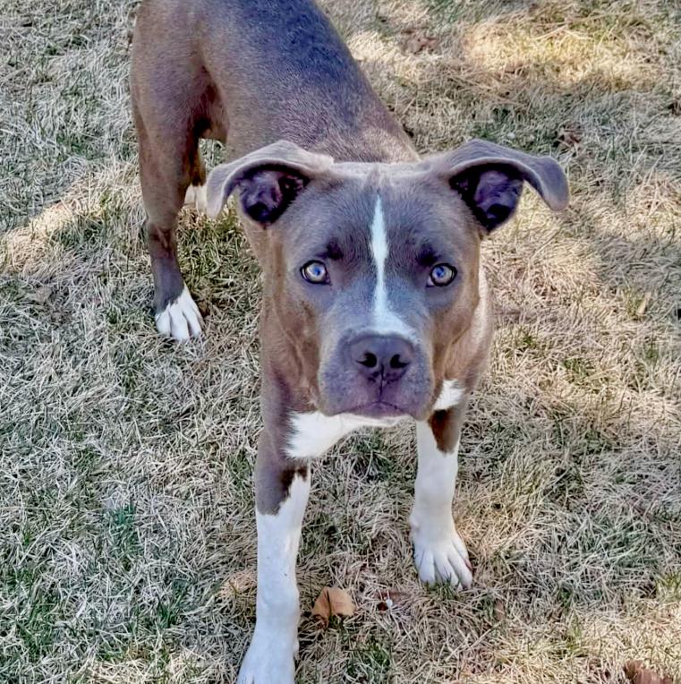 Enlarge Marlo, a ADOPTABLE mixed breed in Mead, CO image 1/1