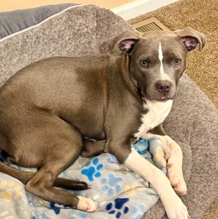 Enlarge Marlo, a ADOPTABLE mixed breed in Mead, CO image 1/2