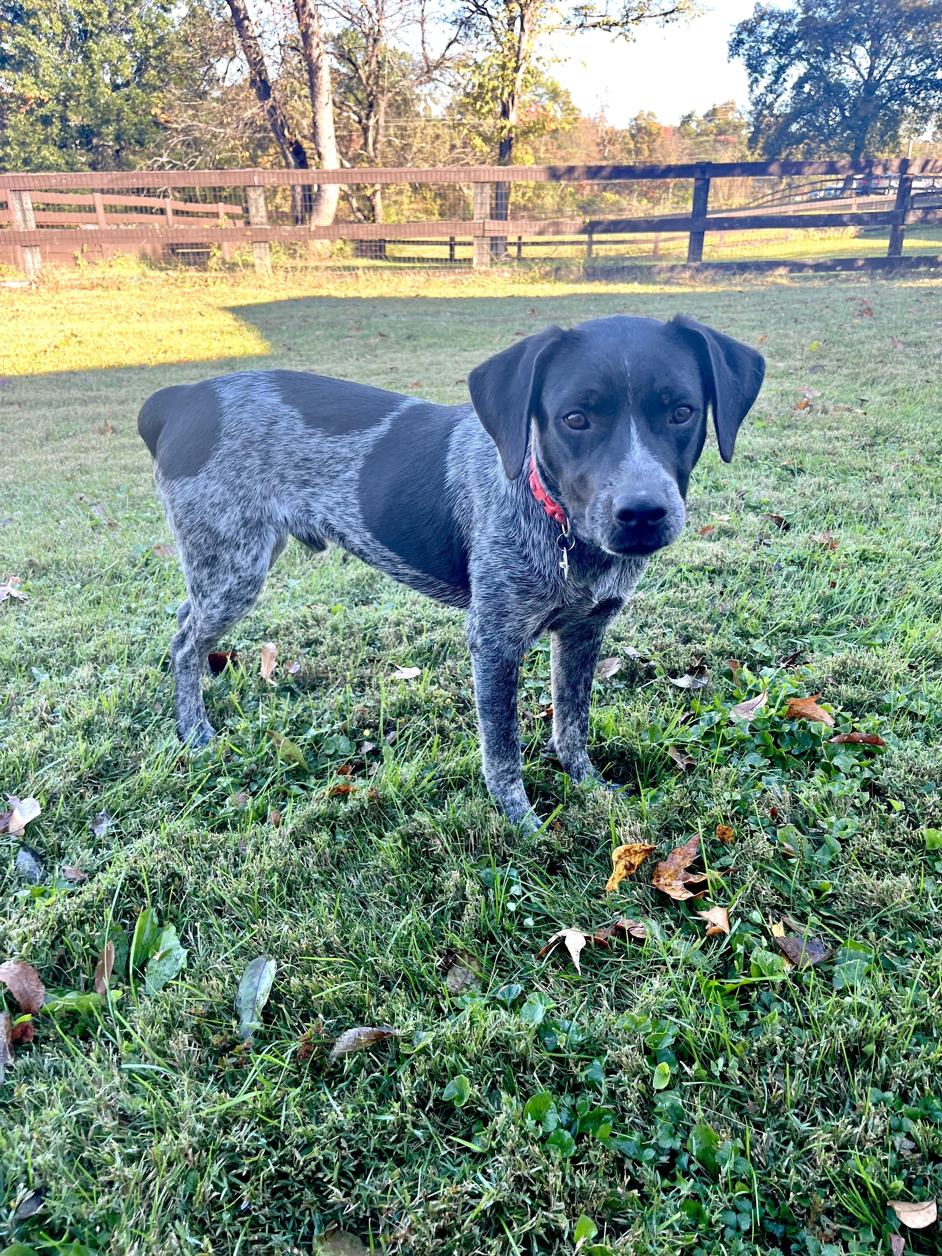 Enlarge Walker, an adopted mixed breed in Fairfax, VA image 1/3