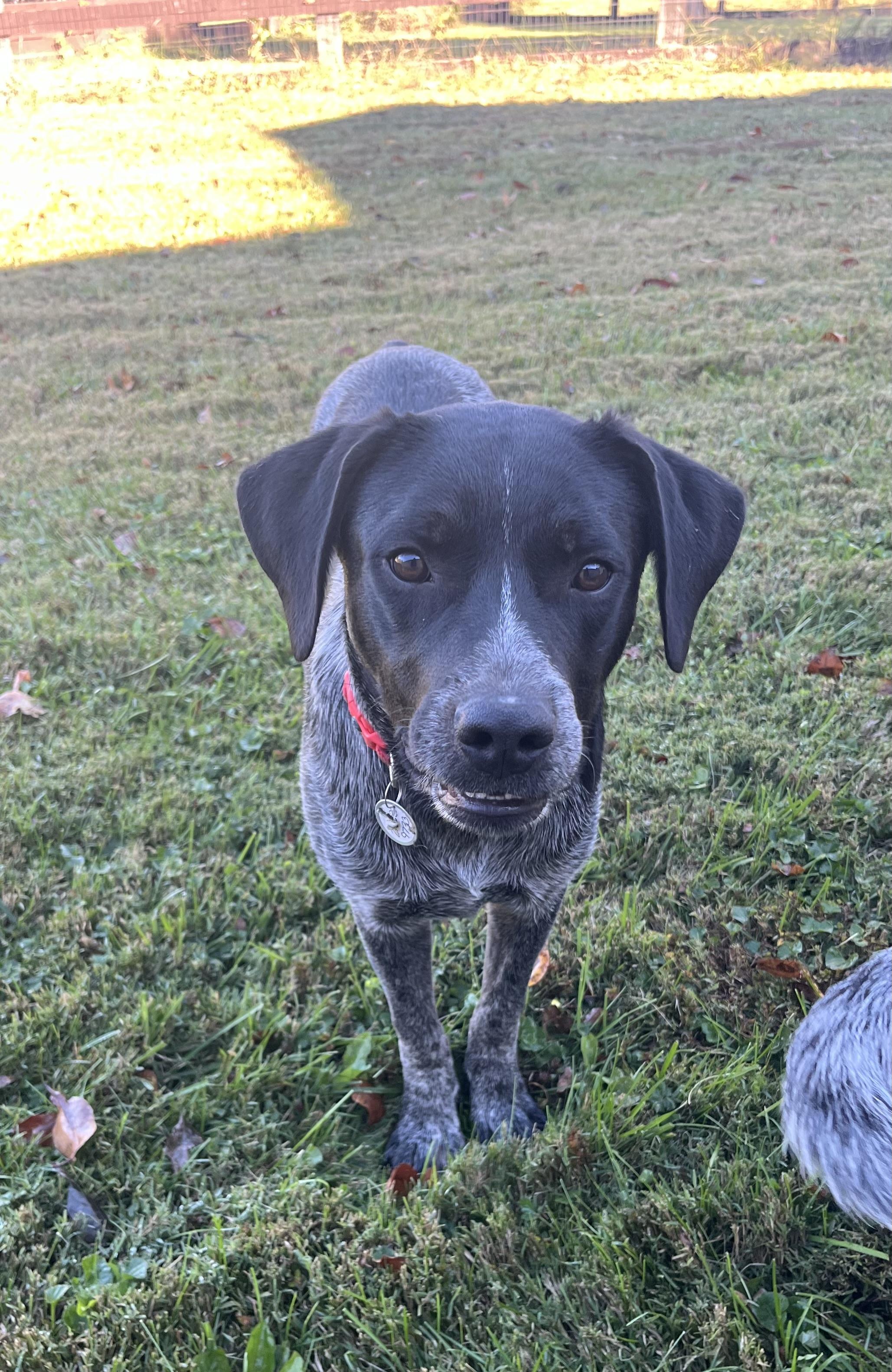 Walker, adopted, Adult Male Australian Cattle Dog / Blue Heeler & German Shorthaired Pointer.