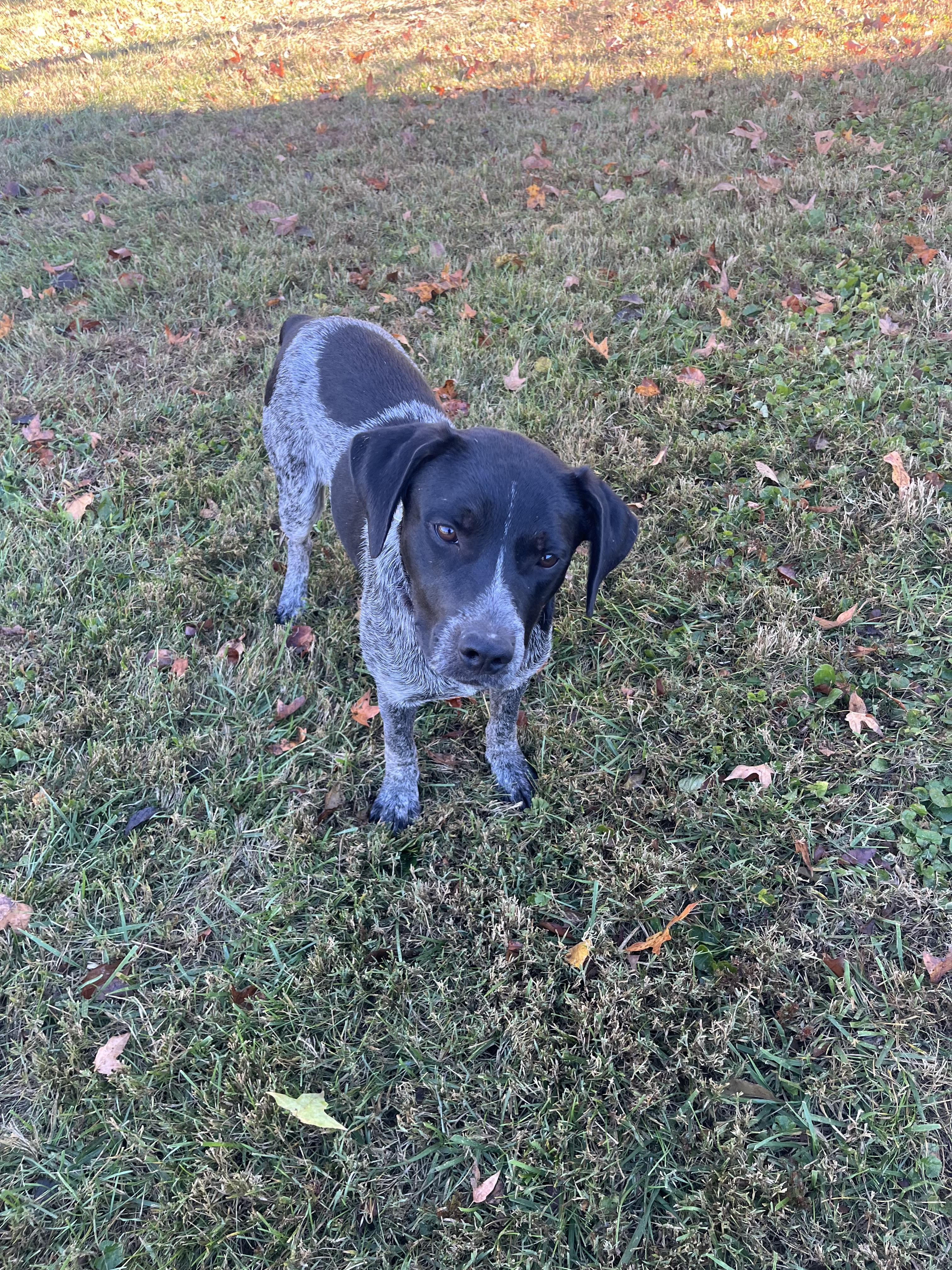 Enlarge Walker, an adopted mixed breed in Fairfax, VA image 3/3