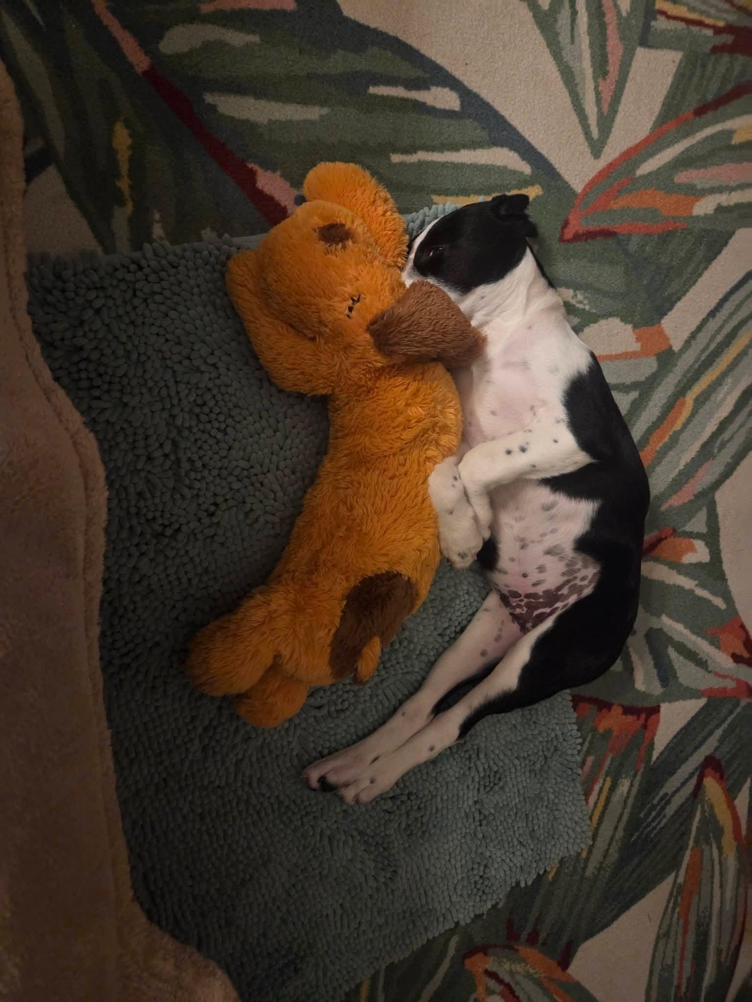 Pecan, Adoptable, Puppy Male Labrador Retriever.