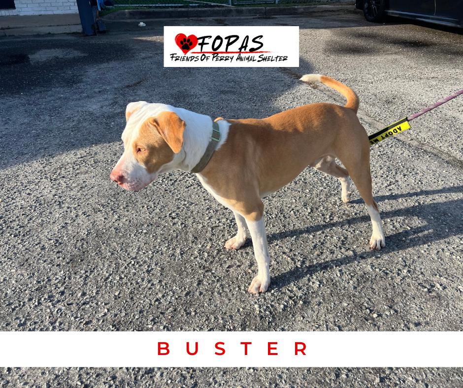 Buster, a ADOPTABLE mixed breed in Perry, GA image 2/2