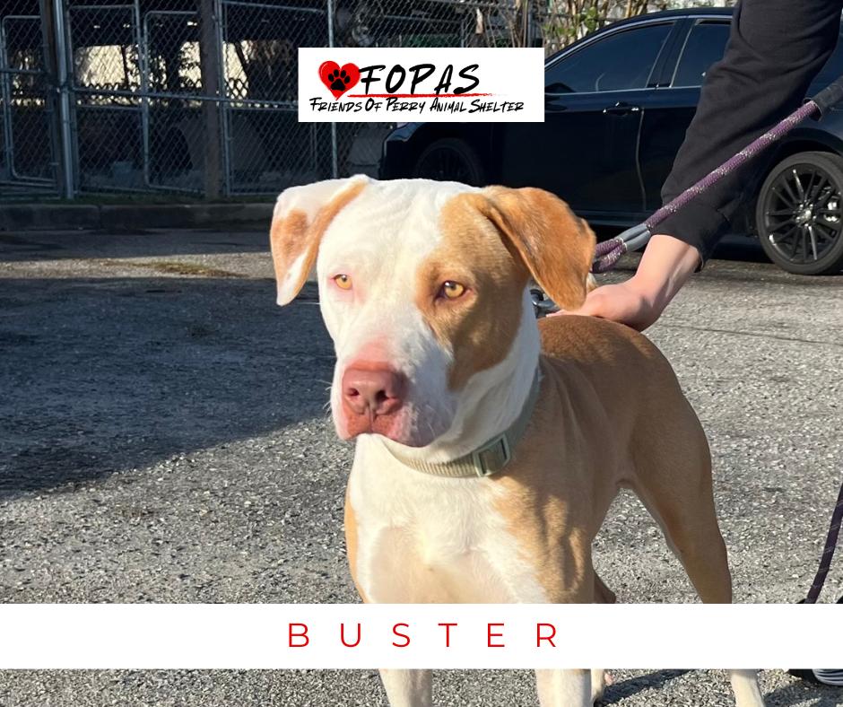 Buster, ADOPTABLE, Adult Male Boxer.
