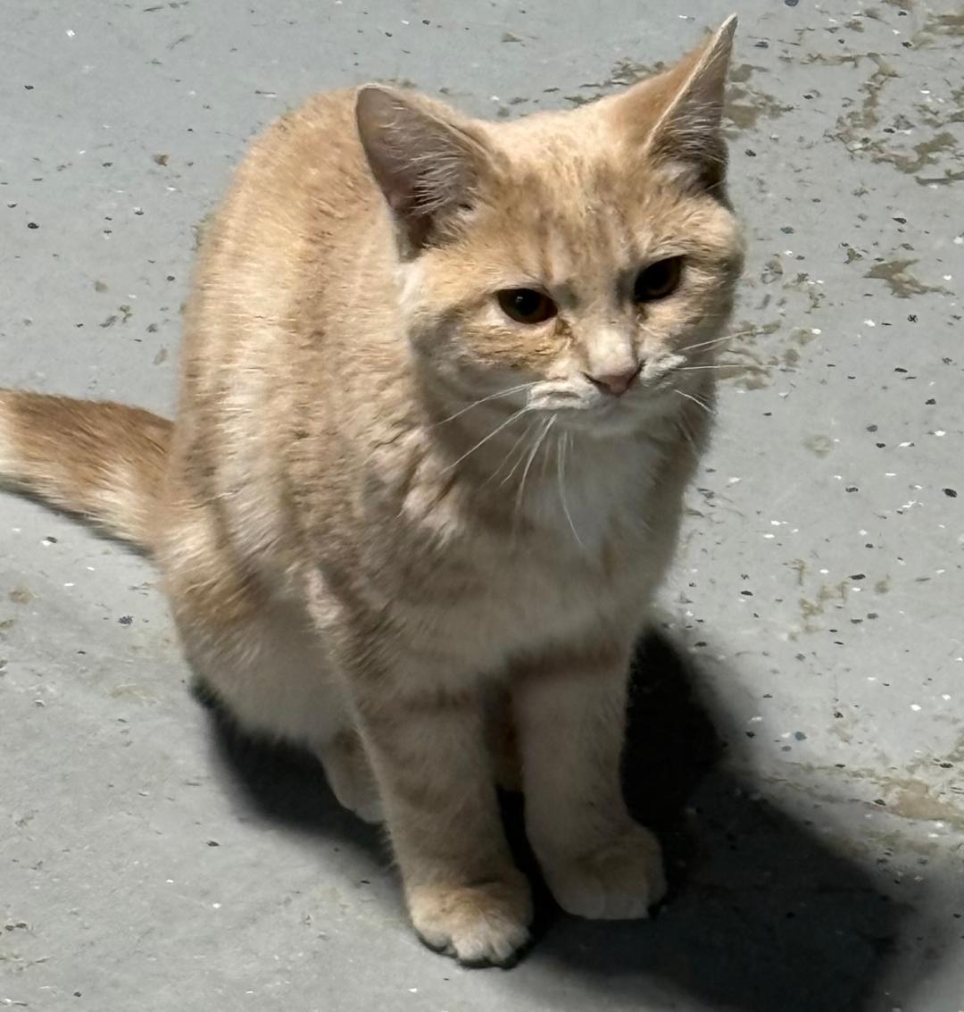 APRICOT, Adoptable, Young Female Domestic Short Hair.