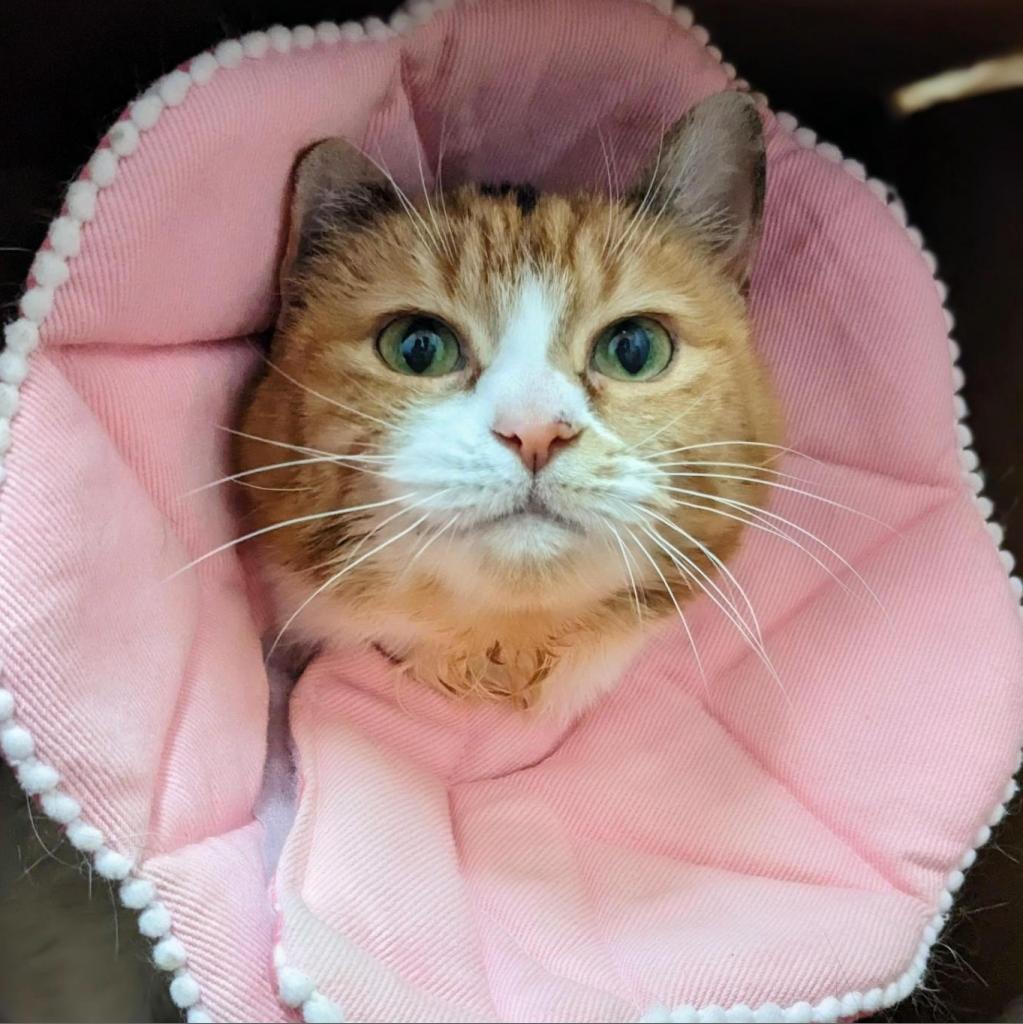 Charlee — thumbnail 2