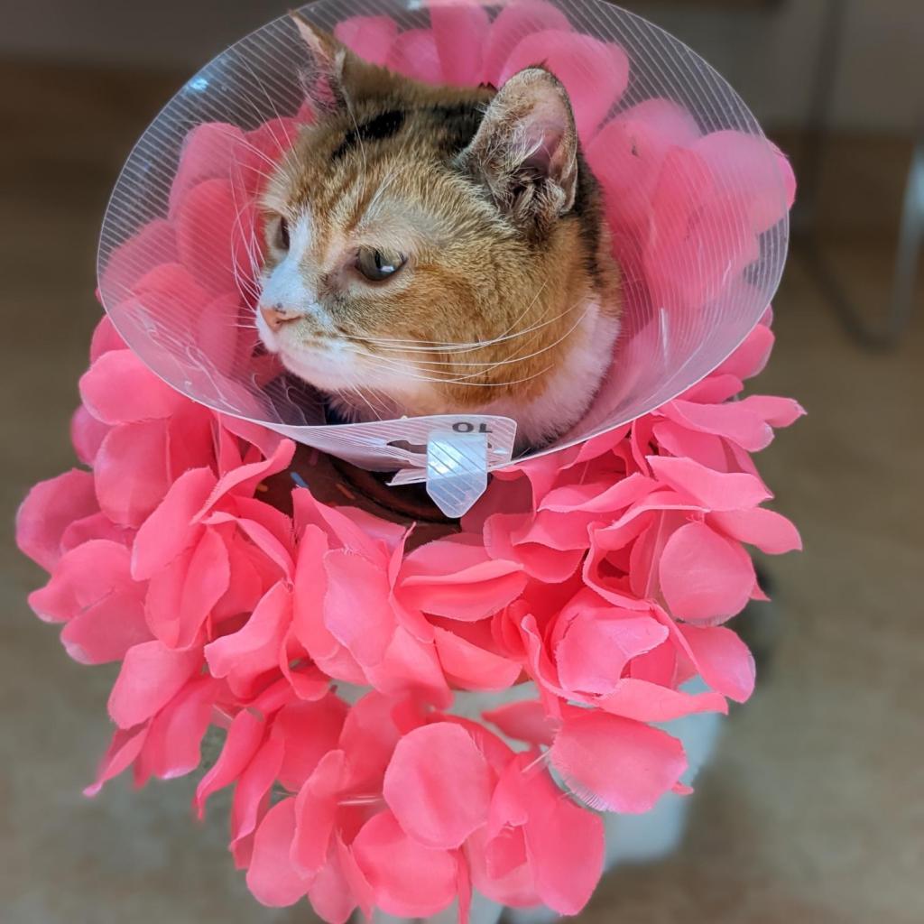 Charlee — thumbnail 3