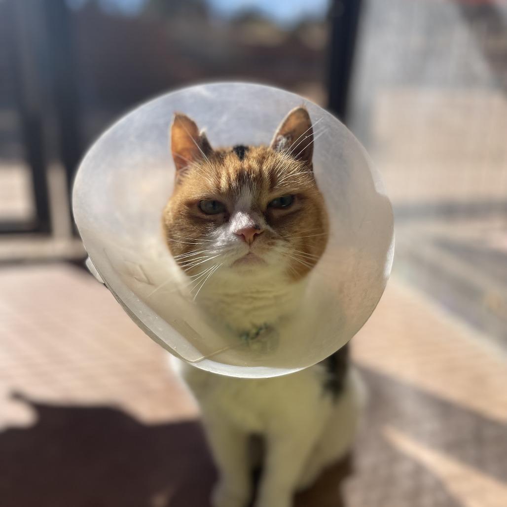 Charlee — thumbnail 5