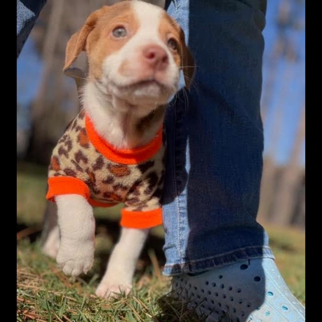 Detroit, ADOPTABLE, Puppy Male Beagle.