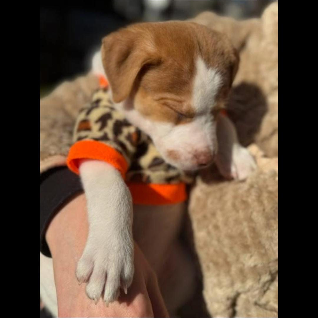 Enlarge Detroit, a ADOPTABLE mixed breed in Midlothian, VA image 4/5