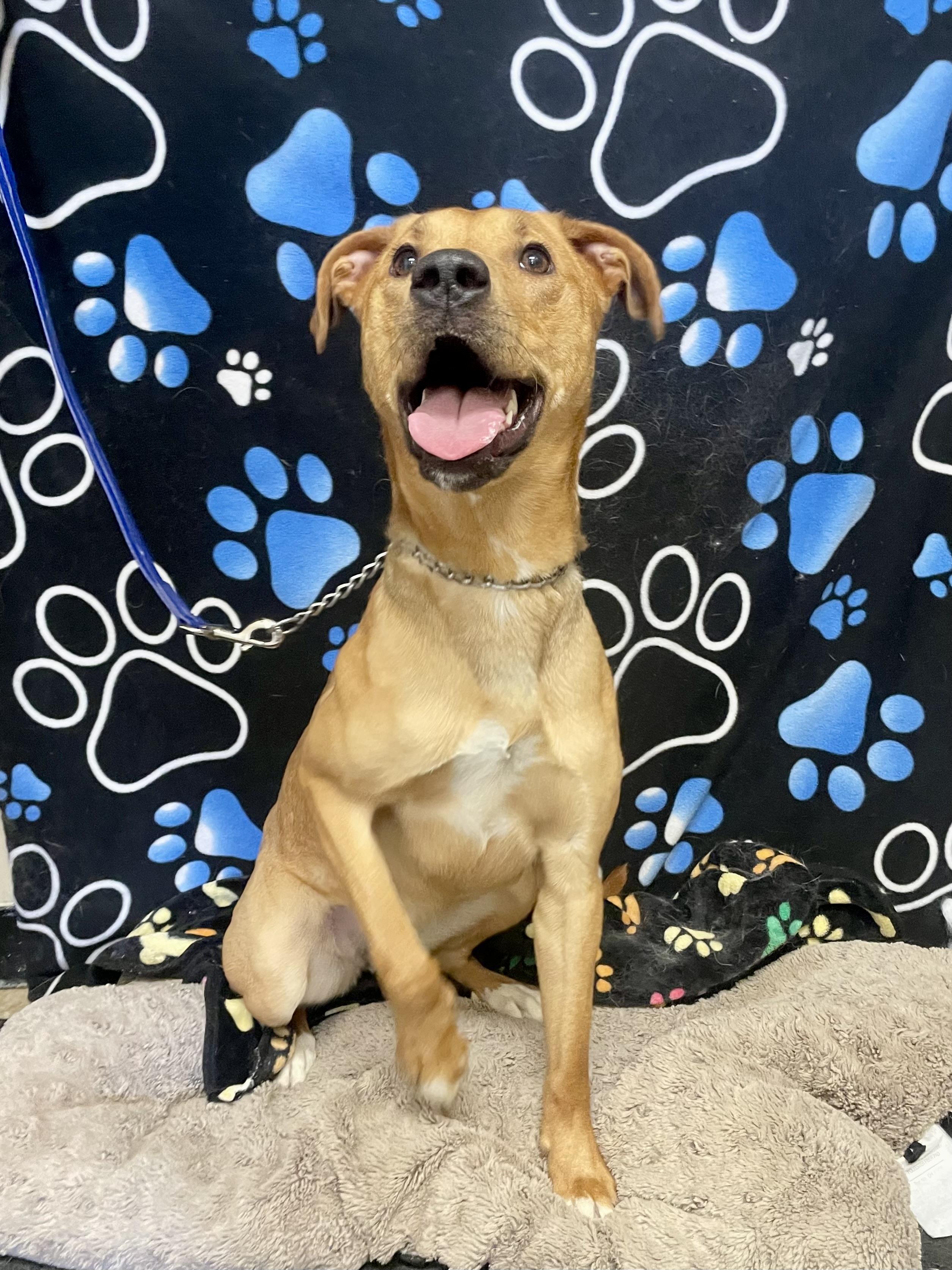 Enlarge Ginger, a ADOPTABLE Mixed Breed in Washington Court House, OH image 4/4