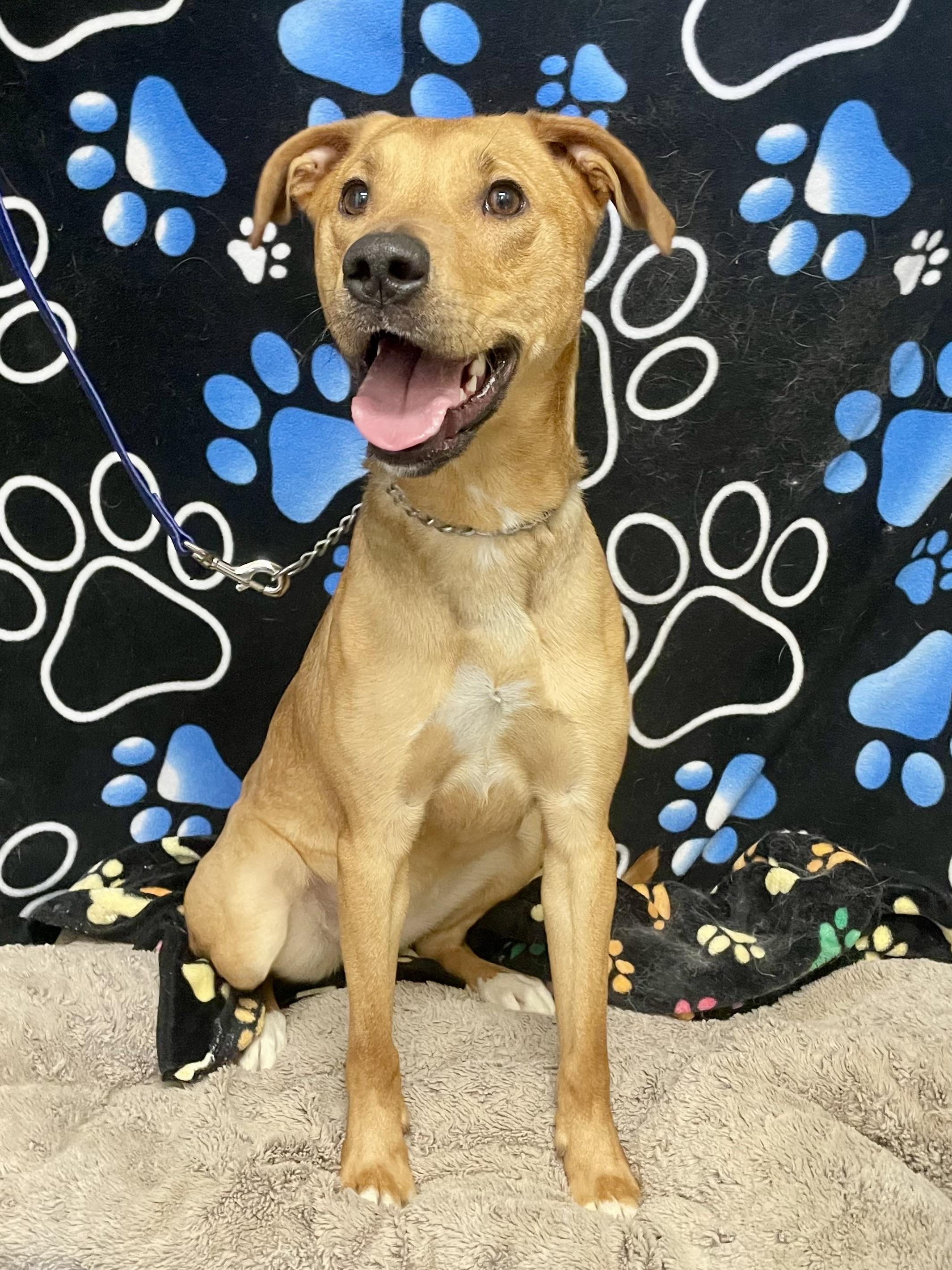 Enlarge Ginger, a ADOPTABLE Mixed Breed in Washington Court House, OH image 1/4