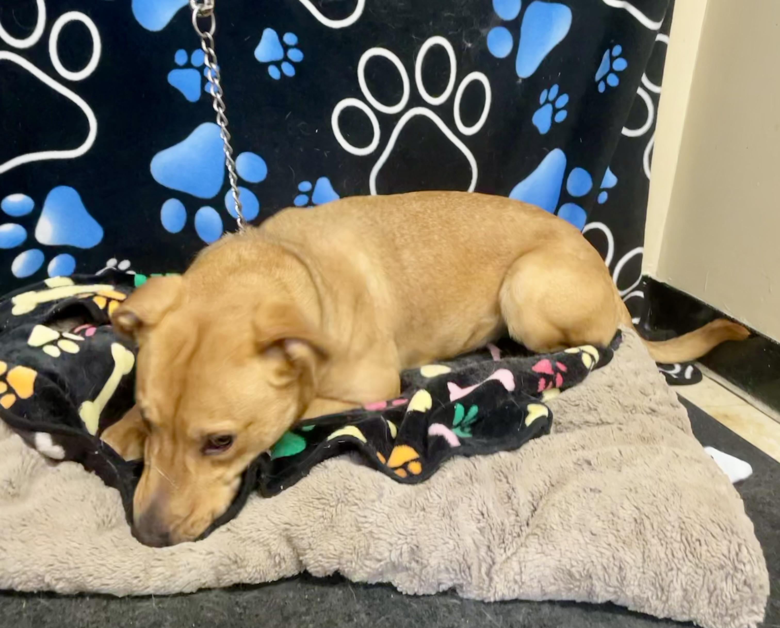 Enlarge Ginger, a ADOPTABLE Mixed Breed in Washington Court House, OH image 2/4