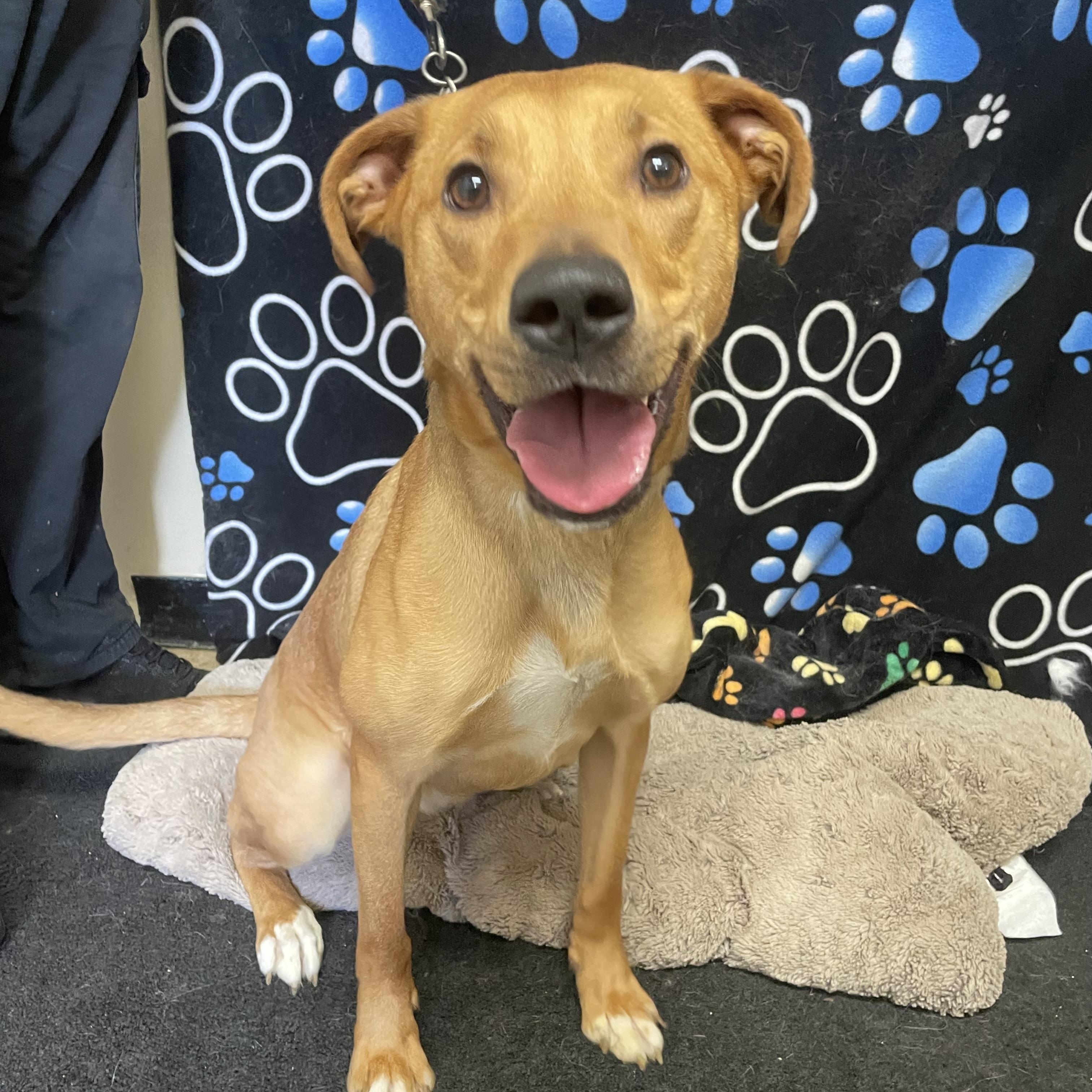 Enlarge Ginger, a ADOPTABLE Mixed Breed in Washington Court House, OH image 3/4