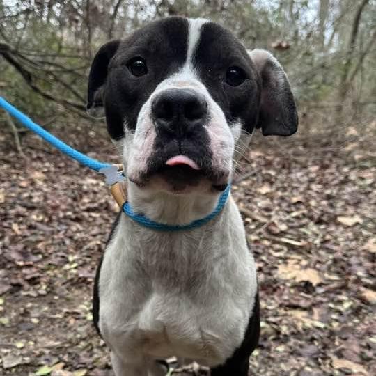 Bernie 2850 — thumbnail 2