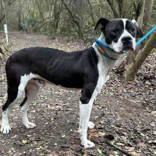 Bernie 2850 — thumbnail 3