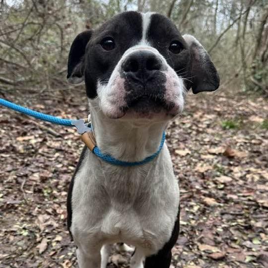 Bernie 2850 — thumbnail 4