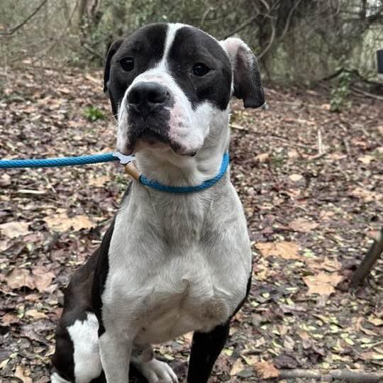 Bernie 2850 — thumbnail 5