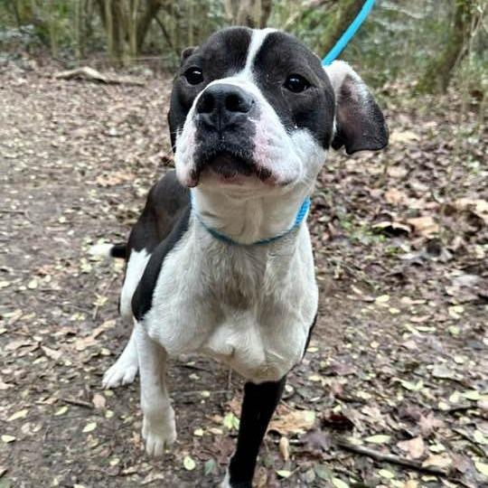 Bernie 2850 — thumbnail 6