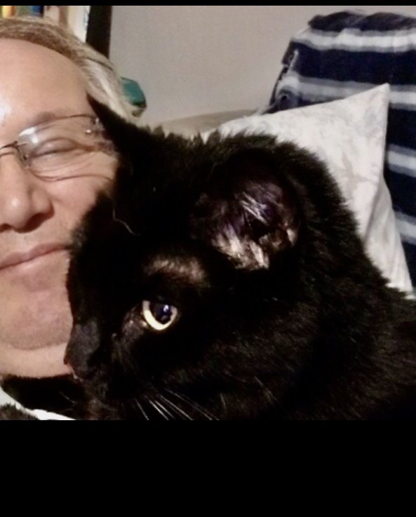 CORTANA, Adoptable, Adult Male Domestic Short Hair.