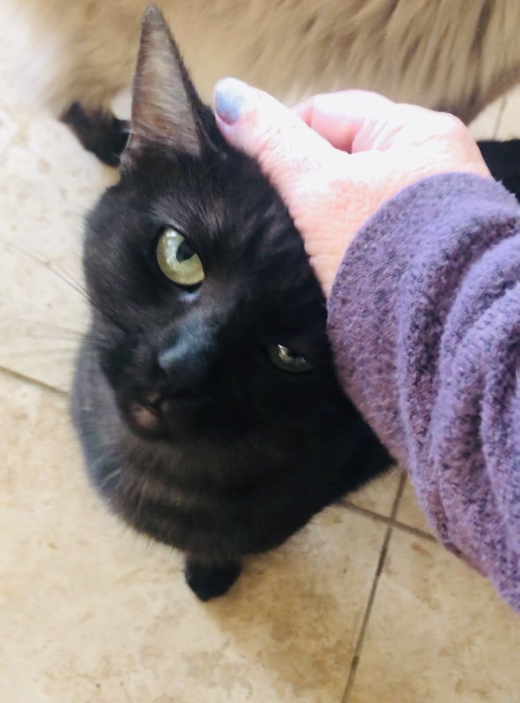 CORTANA, Adoptable, Adult Male Domestic Short Hair.