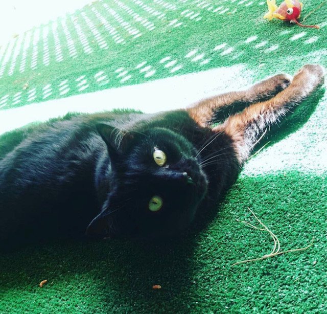 Enlarge CORTANA, a Adoptable mixed breed in Oro Valley, AZ image 4/9