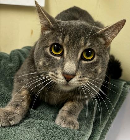Enlarge Zeus, a Adoptable mixed breed in Burlington, WA image 1/1