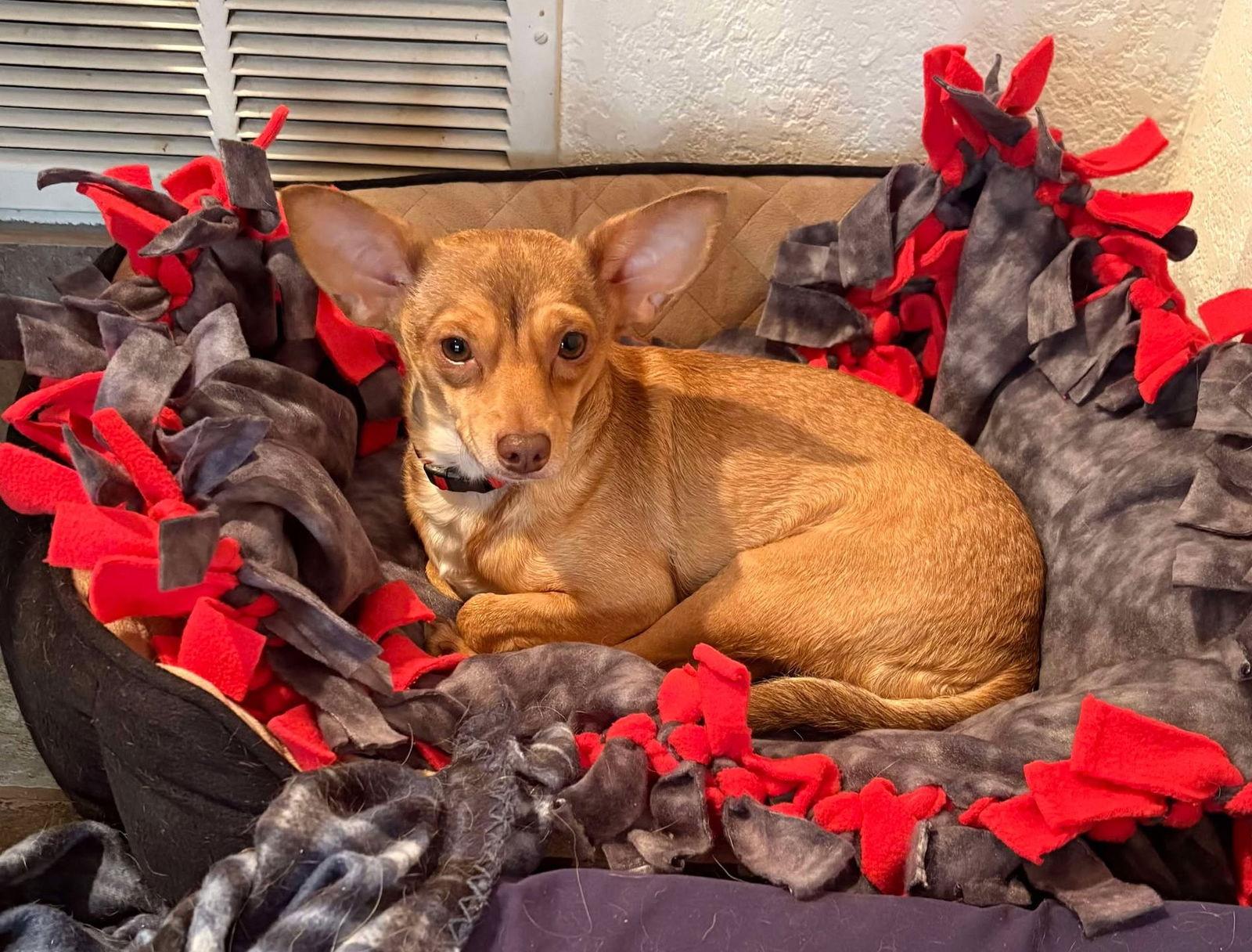 Twinings TX, Adopted, Young Male Chihuahua.