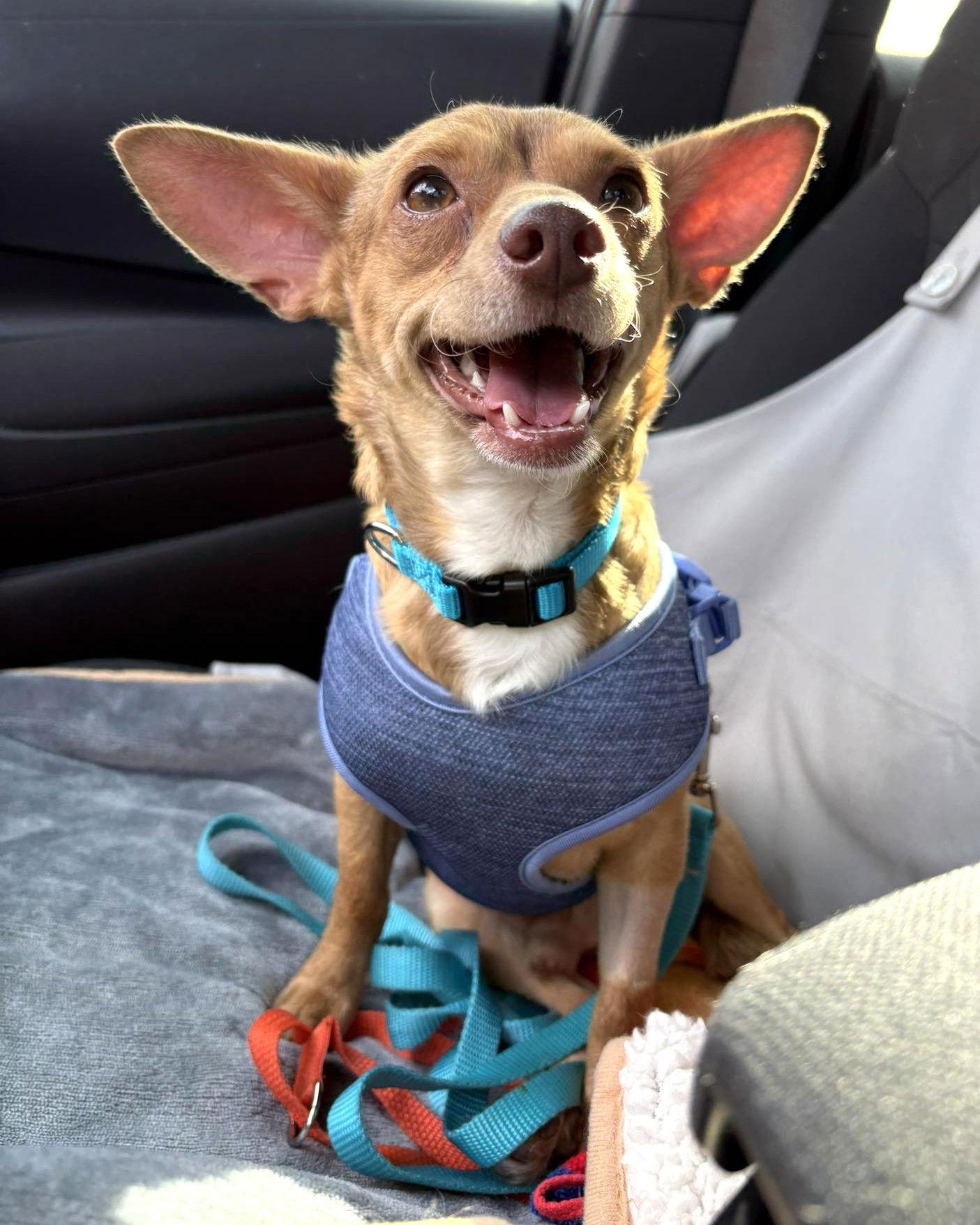 Twinings TX, a Adopted Chihuahua in Boonton, NJ image 3/3