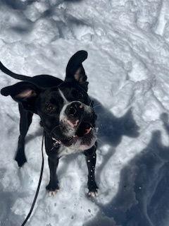 Tux, Adoptable, Young Male Boxer & American Staffordshire Terrier.