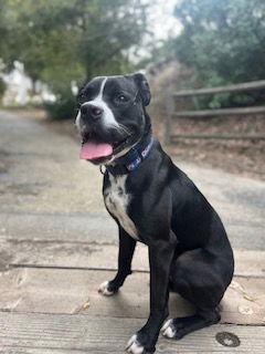 Tux, a Adoptable mixed breed in San Juan Capistrano, CA image 2/6