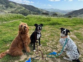 Tux, a Adoptable mixed breed in San Juan Capistrano, CA image 3/6
