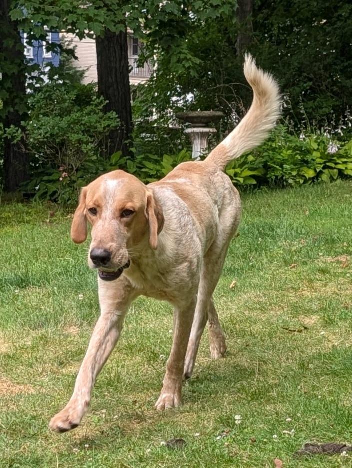 Berkshire - Fostered in Massachusetts photo 4