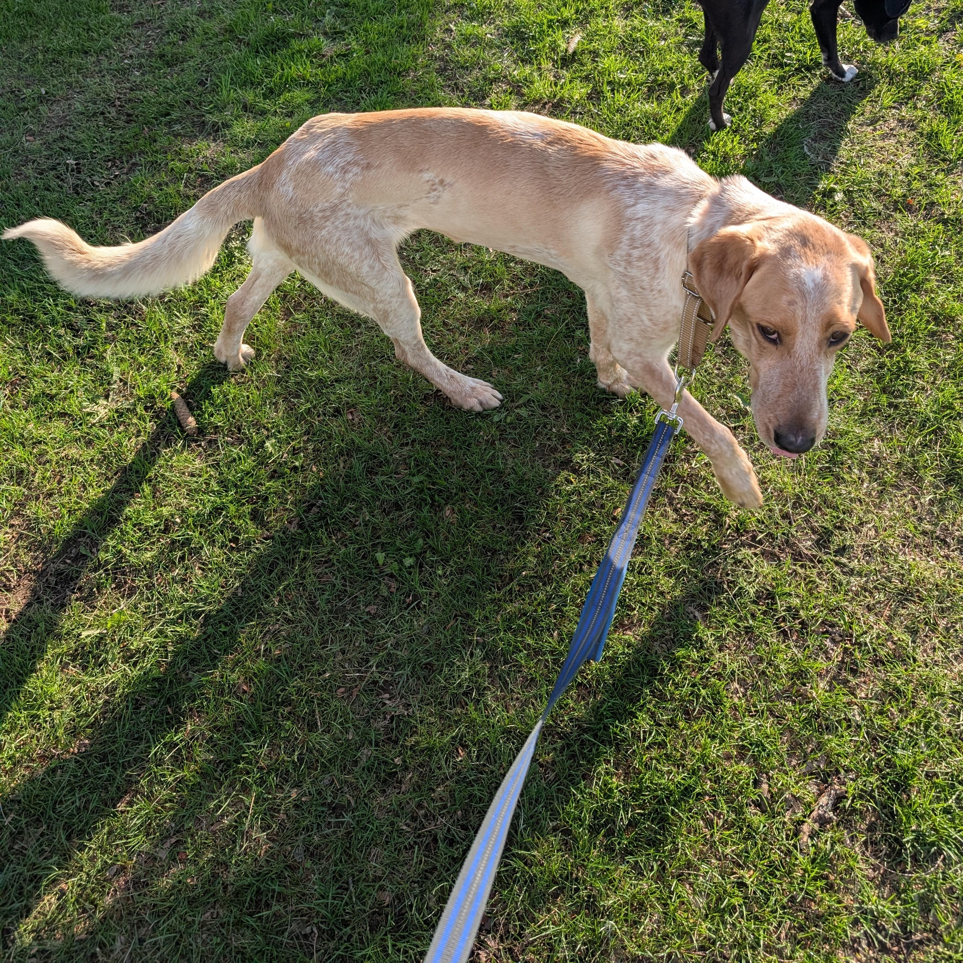 Berkshire - Fostered in Massachusetts photo 5