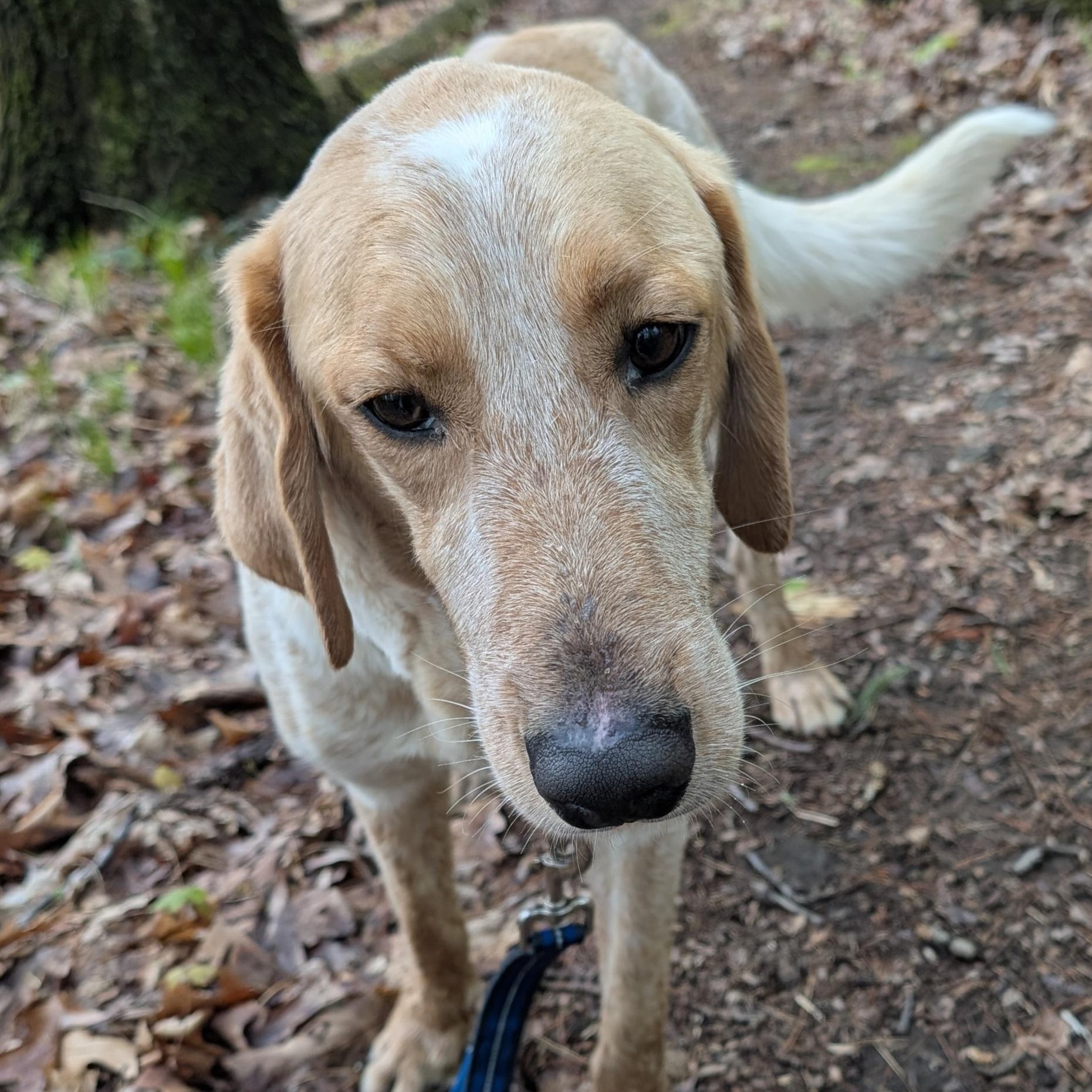 Berkshire - Fostered in Massachusetts