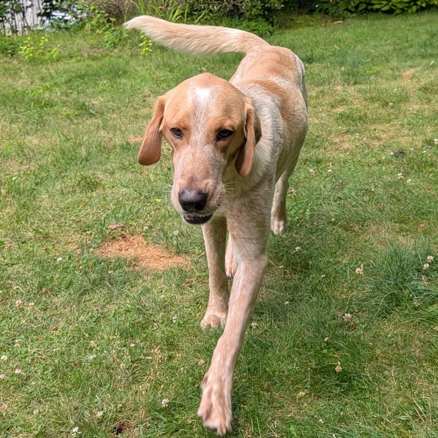 Berkshire - Fostered in Massachusetts photo 3