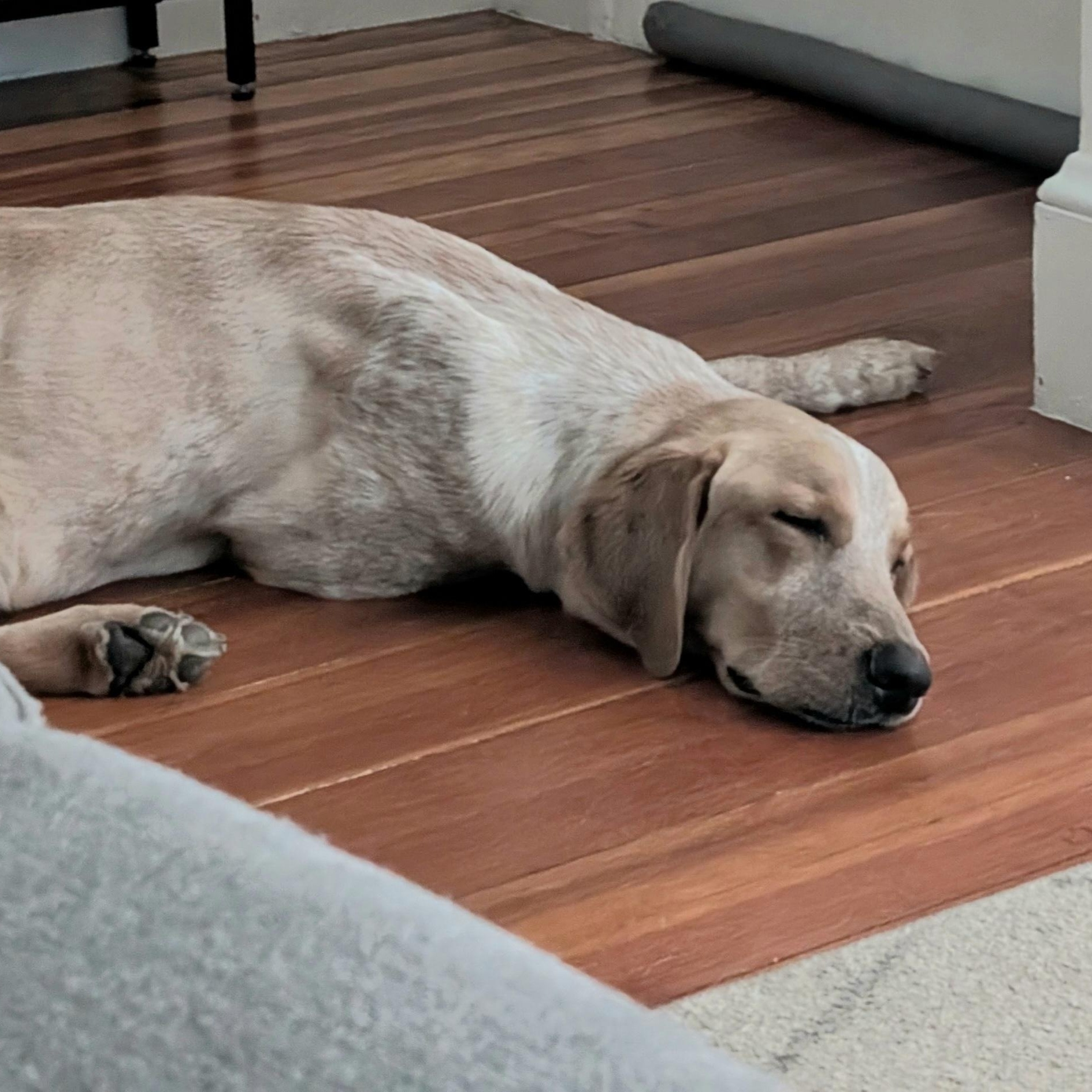 Berkshire - Fostered in Massachusetts photo 2