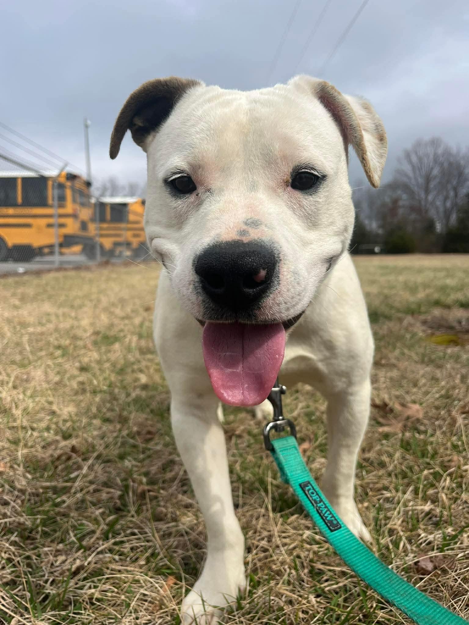 Ghost: Not At shelter (Tiffany), Adopted, Adult Male Pit Bull Terrier & Australian Cattle Dog / Blue Heeler.