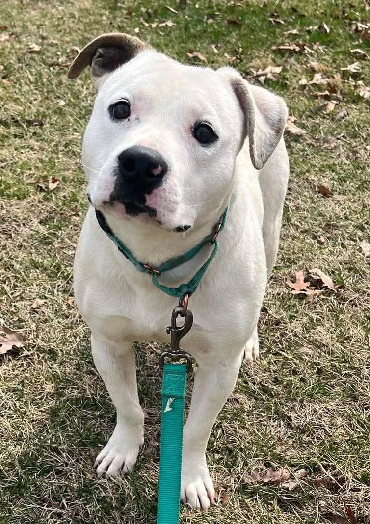 Enlarge Ghost: Not At shelter (Tiffany), a Adopted mixed breed in Rustburg, VA image 2/3