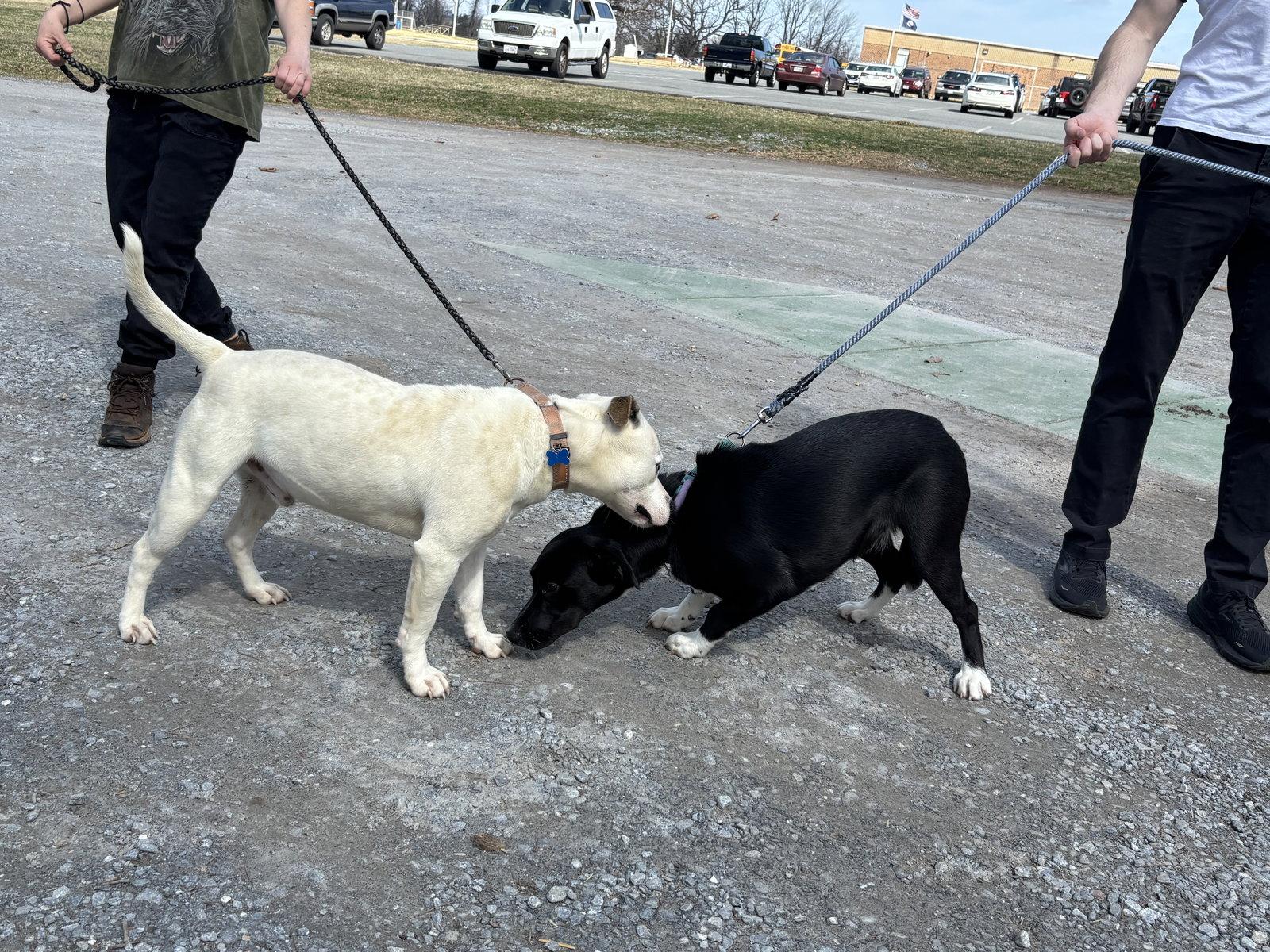 Enlarge Ghost: Not At shelter (Tiffany), a Adopted mixed breed in Rustburg, VA image 3/3