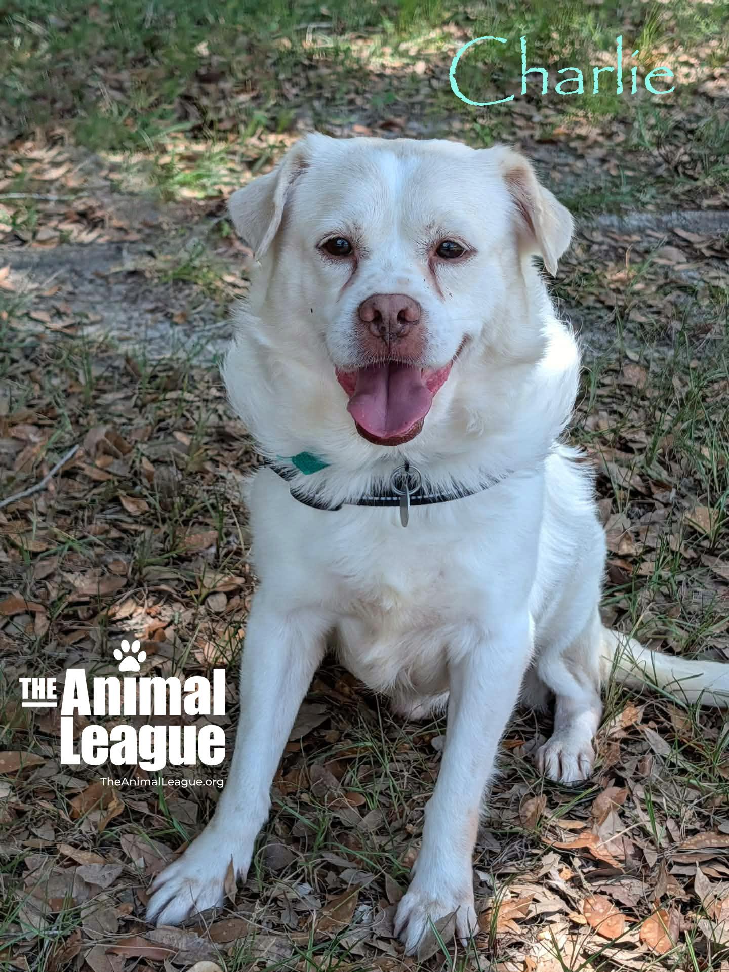 Enlarge Charlie, a ADOPTABLE mixed breed in Groveland, FL image 2/6